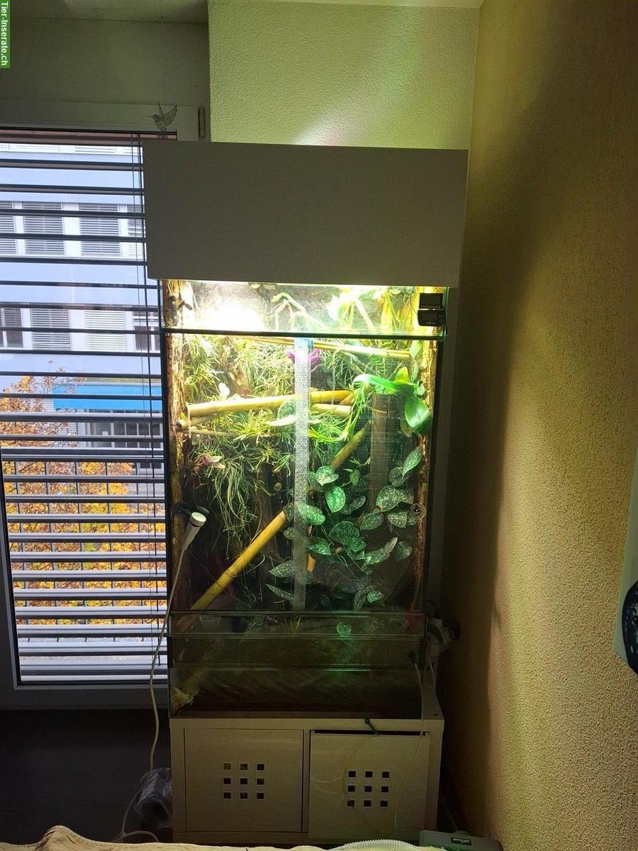 Bild 8: Phelsuma borbonica (Grüner Berggecko) zu verkaufen