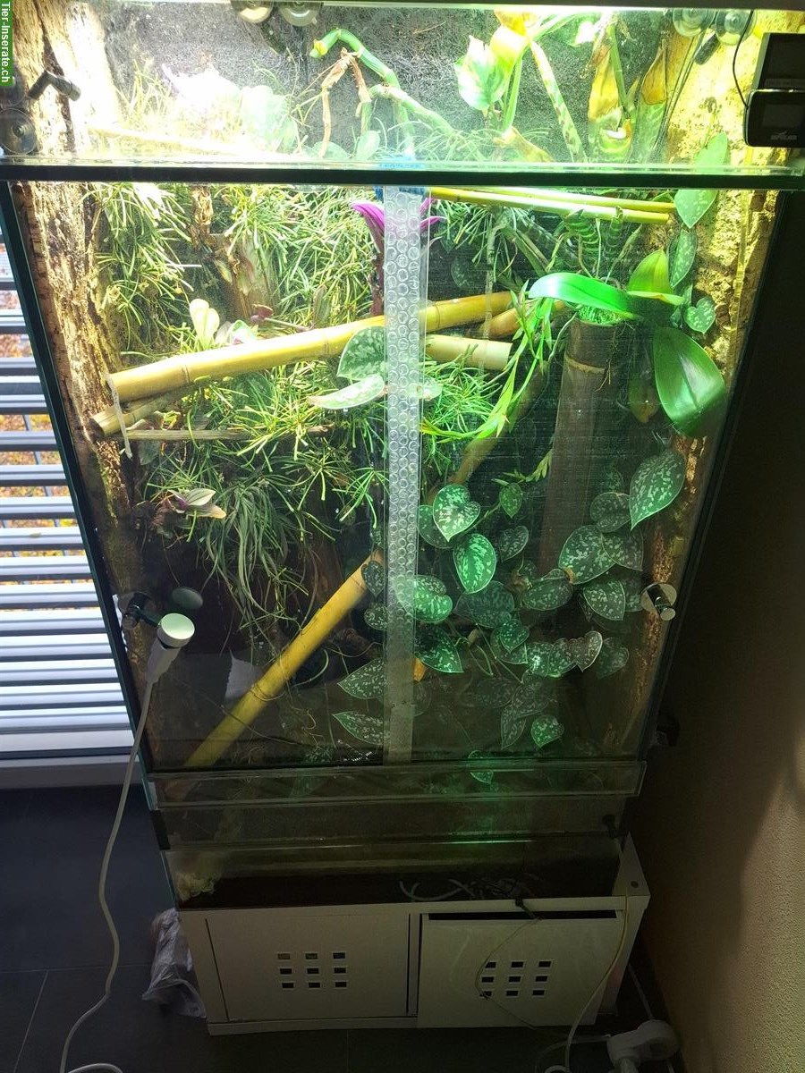 Bild 9: Phelsuma borbonica (Grüner Berggecko) zu verkaufen