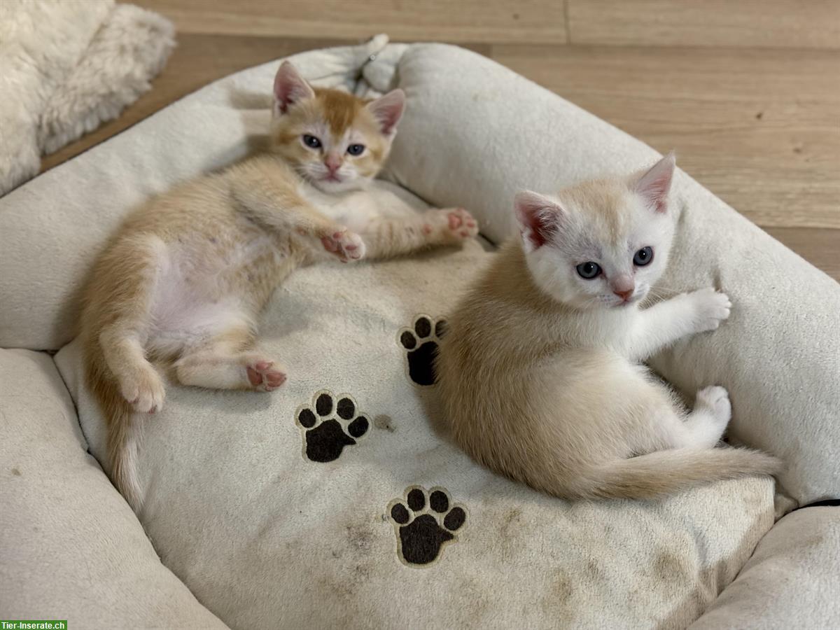 Bild 3: Britisch Kurzhaar Kater, reinrassig, verschmust und verspielt