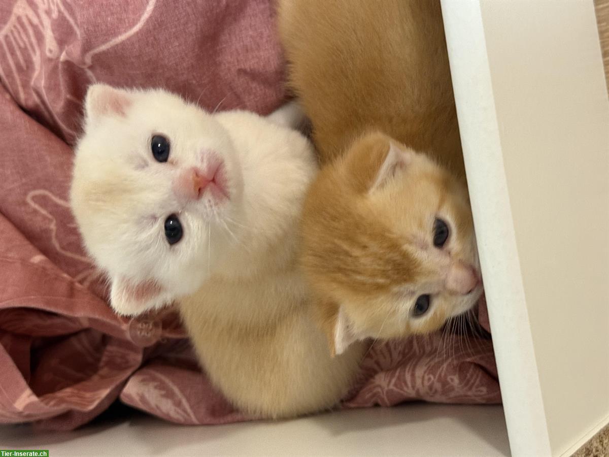 Bild 4: Britisch Kurzhaar Kater, reinrassig, verschmust und verspielt