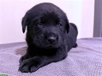 Labrador Welpen, Rüde sucht liebes Zuhause