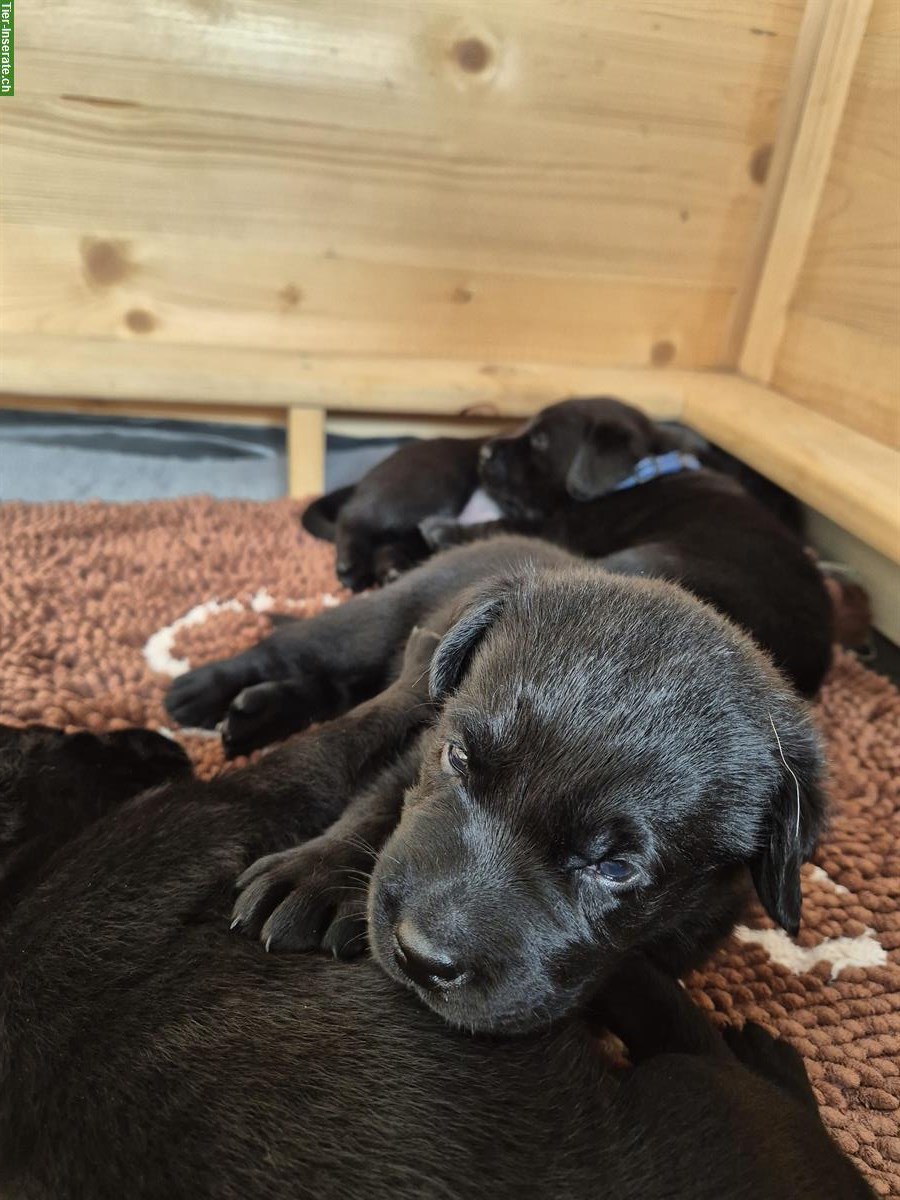 Bild 2: Labrador Welpen, Rüde sucht liebes Zuhause