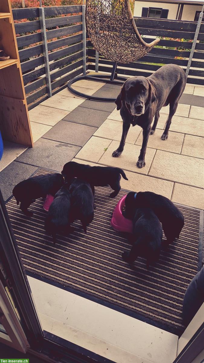 Bild 3: Labrador Welpen, Rüde sucht liebes Zuhause