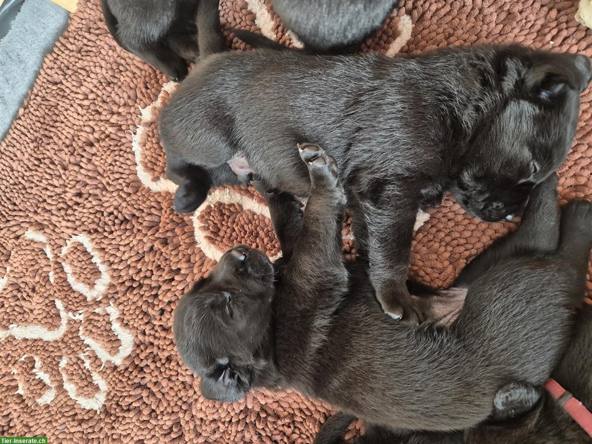 Bild 4: Labrador Welpen, Rüde sucht liebes Zuhause