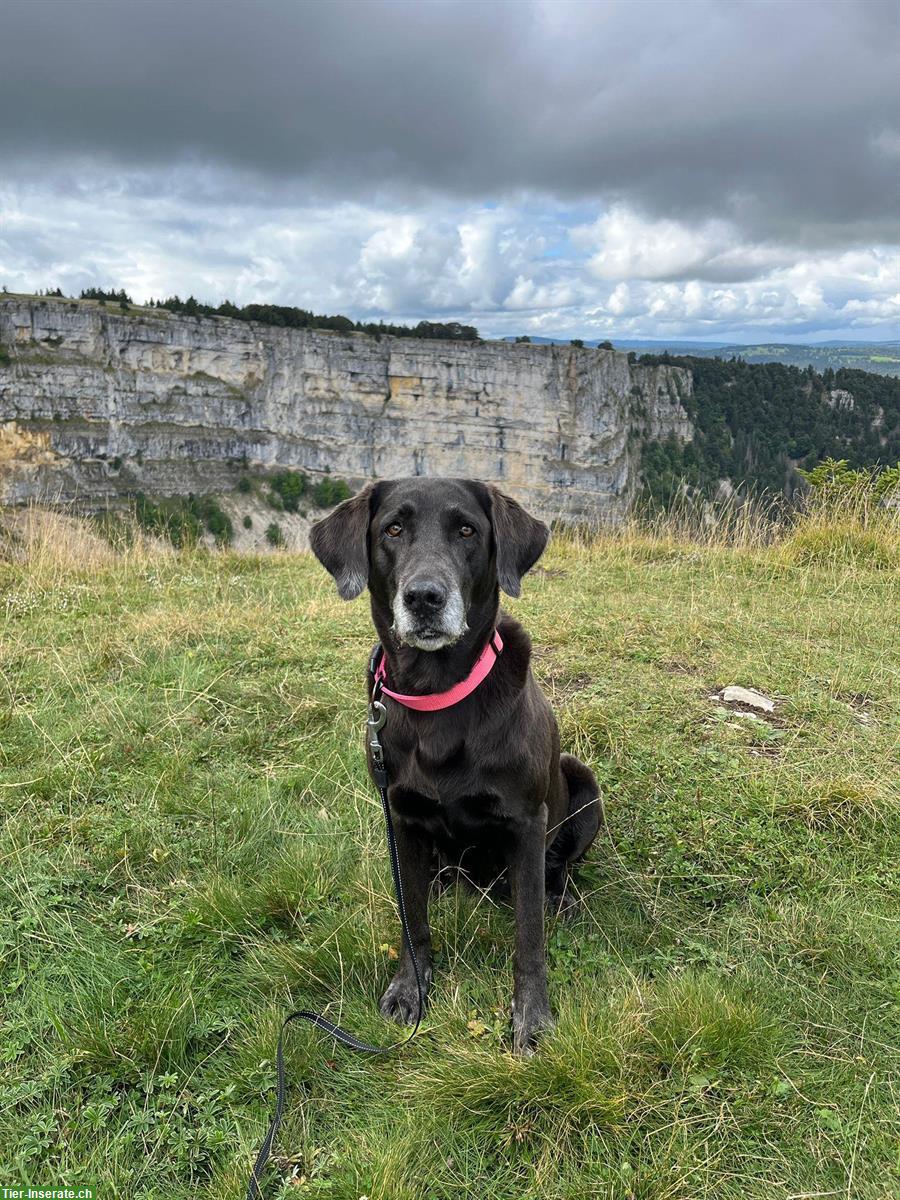 Bild 5: Labrador Welpen, Rüde sucht liebes Zuhause
