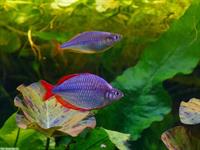 Diamant-Regenbogenfische zu verkaufen, vom Züchter