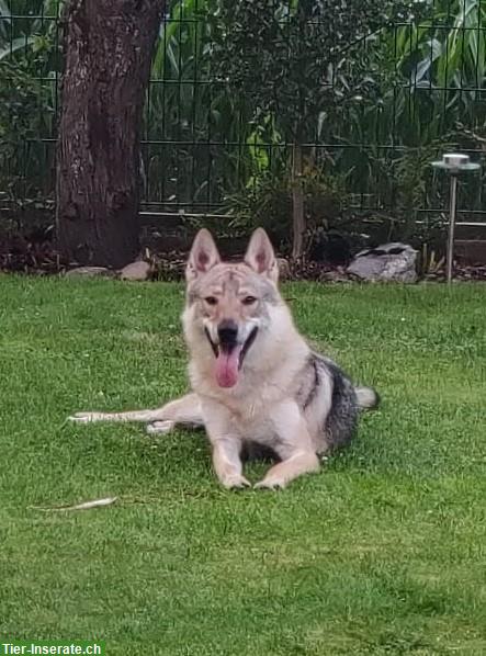 Tschechoslowakischer Wolfshund-Rüde sucht Zuhause mit Hündin