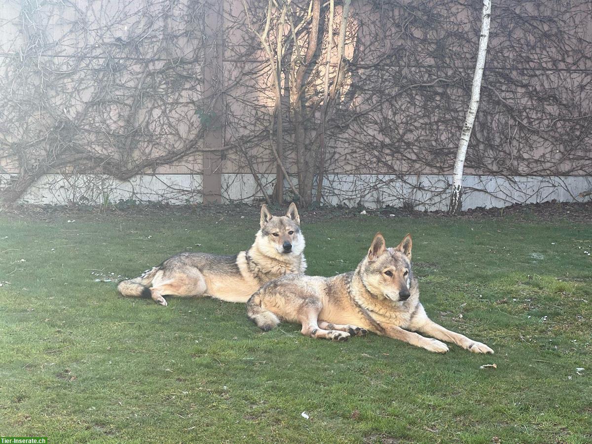 Bild 2: Tschechoslowakischer Wolfshund-Rüde sucht Zuhause mit Hündin