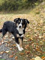 Mini Australian Shepherd Hündin, 6 Monate, verspielt & anhänglich