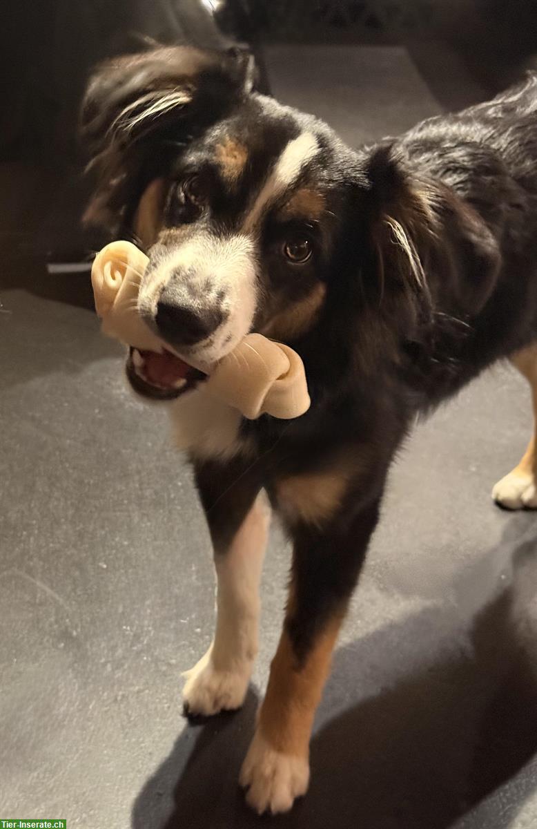Bild 2: Mini Australian Shepherd Hündin, 6 Monate, verspielt & anhänglich
