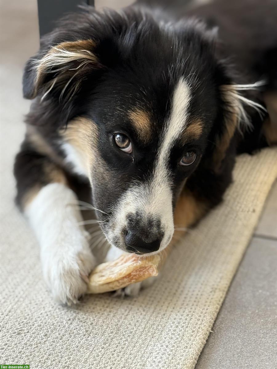 Bild 3: Mini Australian Shepherd Hündin, 6 Monate, verspielt & anhänglich