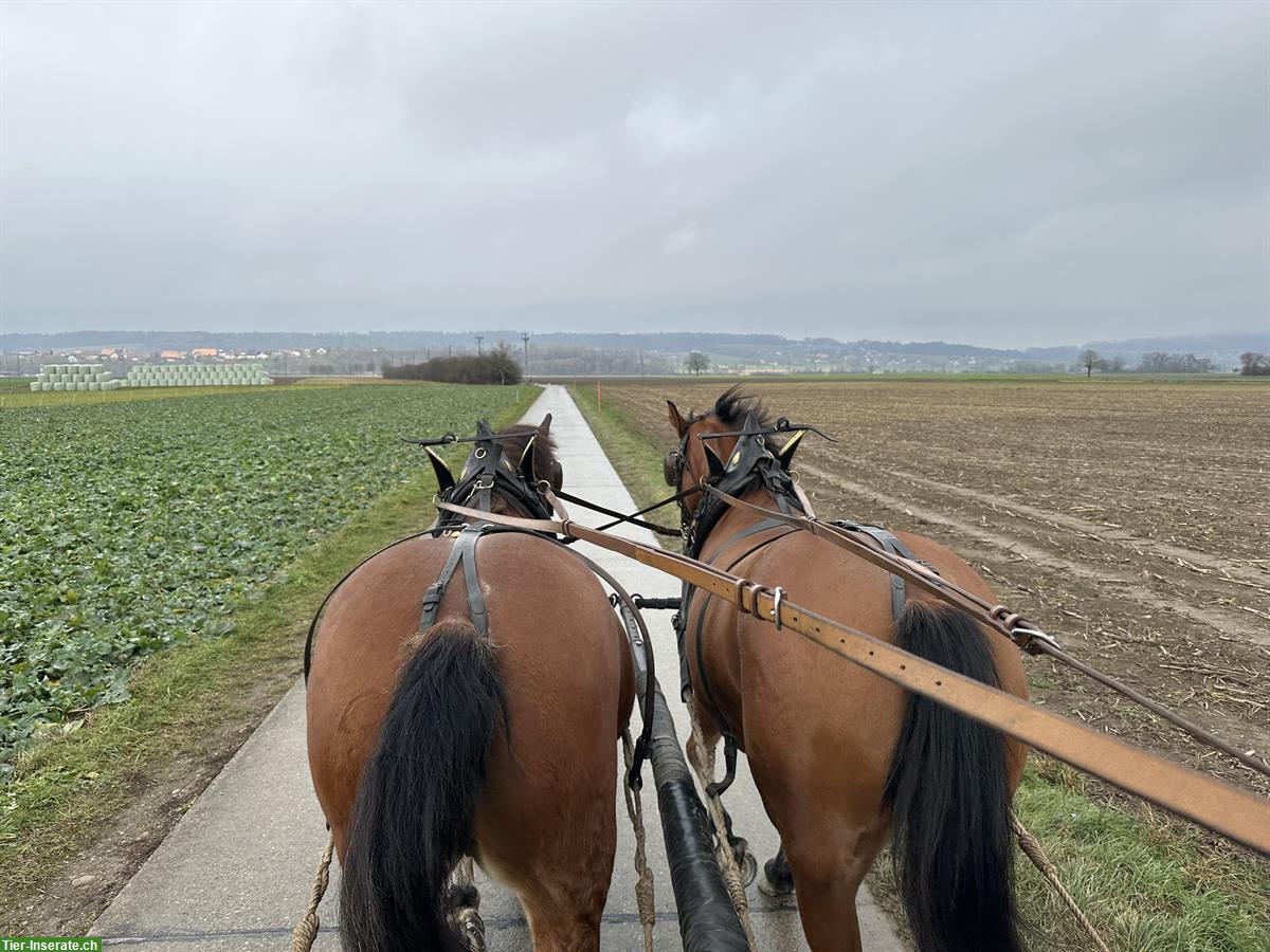 Bild 4: Freiberger Stute, 7-jährig, geritten & zweispännig, kein Anfängerpferd