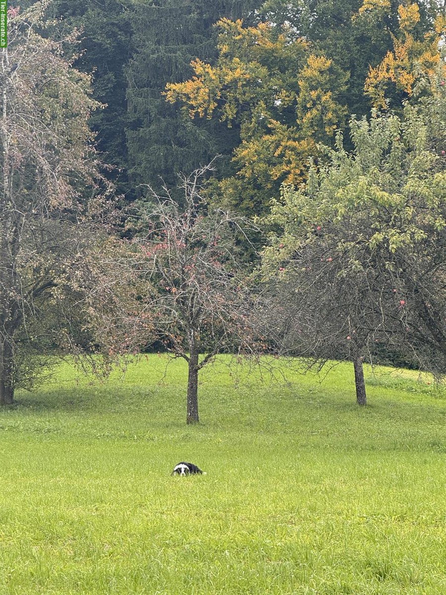 Biete Hunde Tages-/Ferientage Platz an