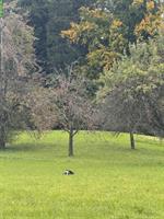Biete Hunde Tages-/Ferientage Platz an