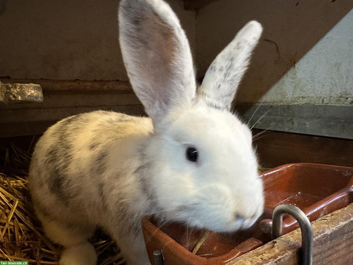 5 junge Röhnkaninchen Rammler zu verkaufen