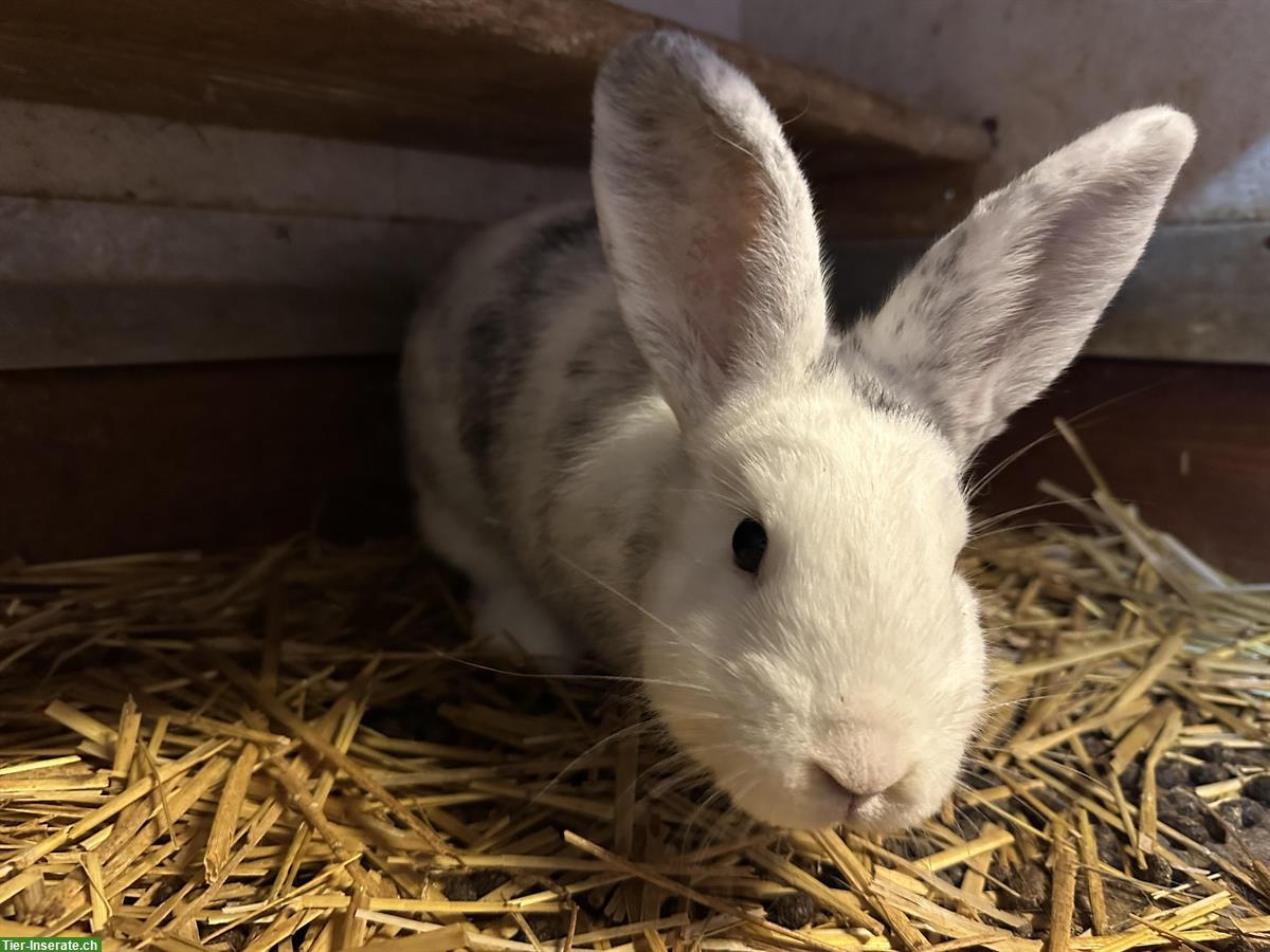 Bild 2: 5 junge Röhnkaninchen Rammler zu verkaufen