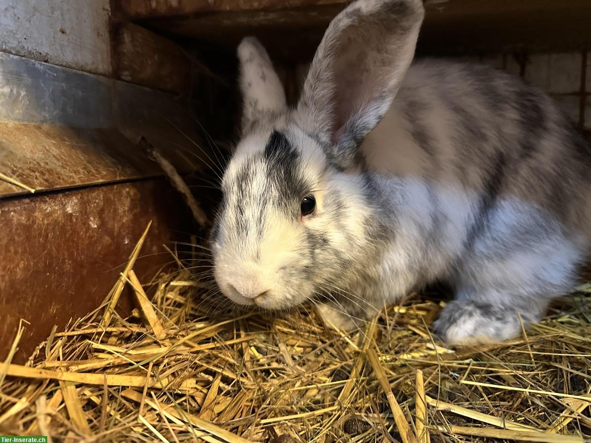 Bild 3: 5 junge Röhnkaninchen Rammler zu verkaufen