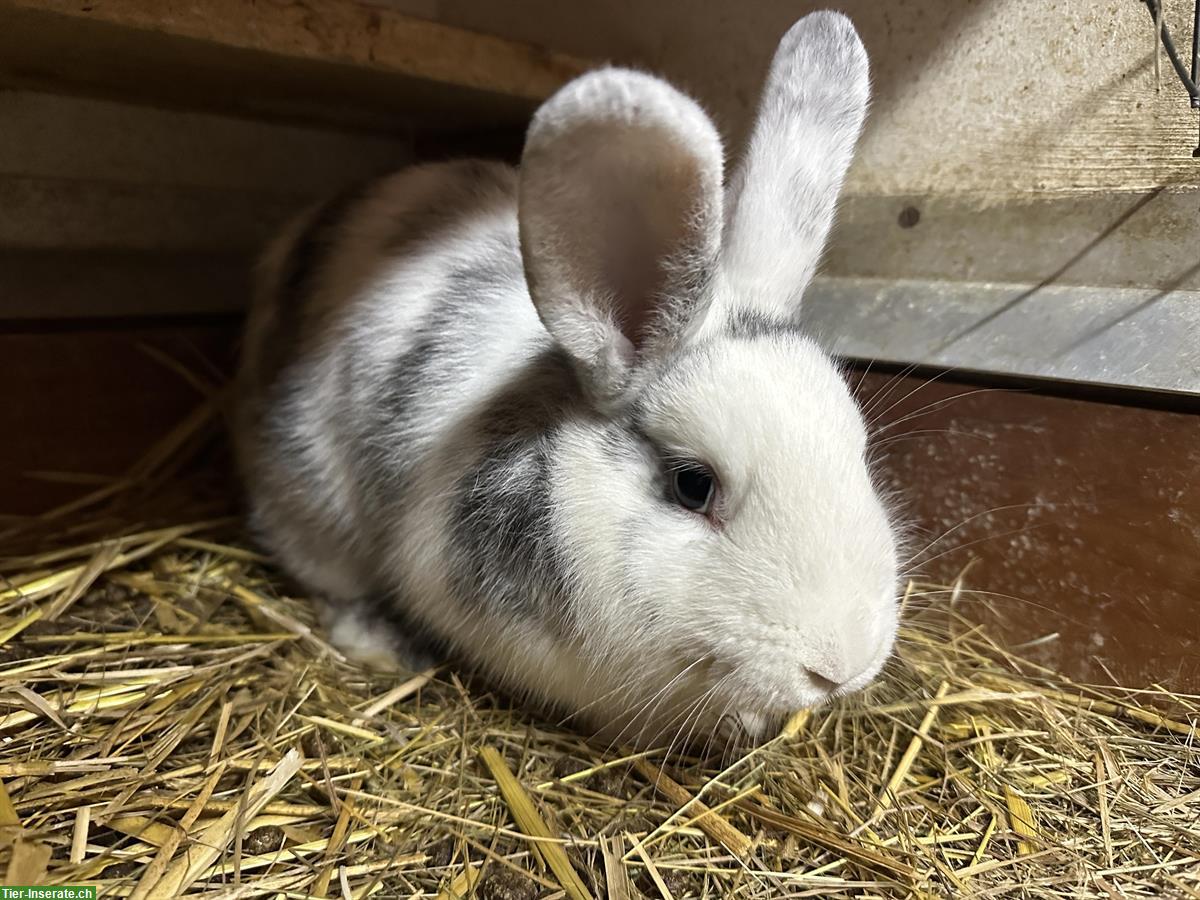 Bild 4: 5 junge Röhnkaninchen Rammler zu verkaufen