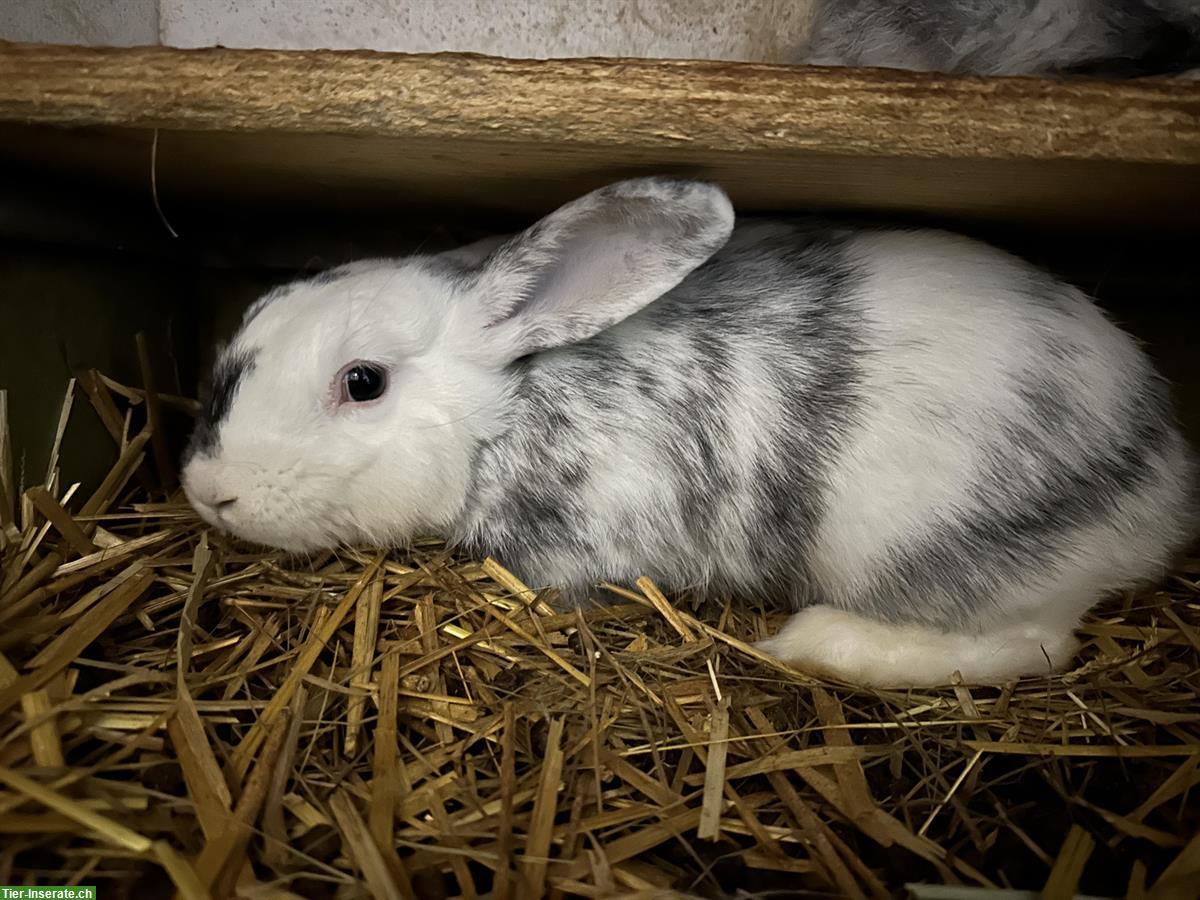 Bild 5: 5 junge Röhnkaninchen Rammler zu verkaufen