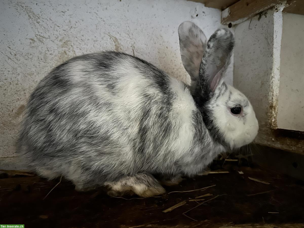 Bild 6: 5 junge Röhnkaninchen Rammler zu verkaufen