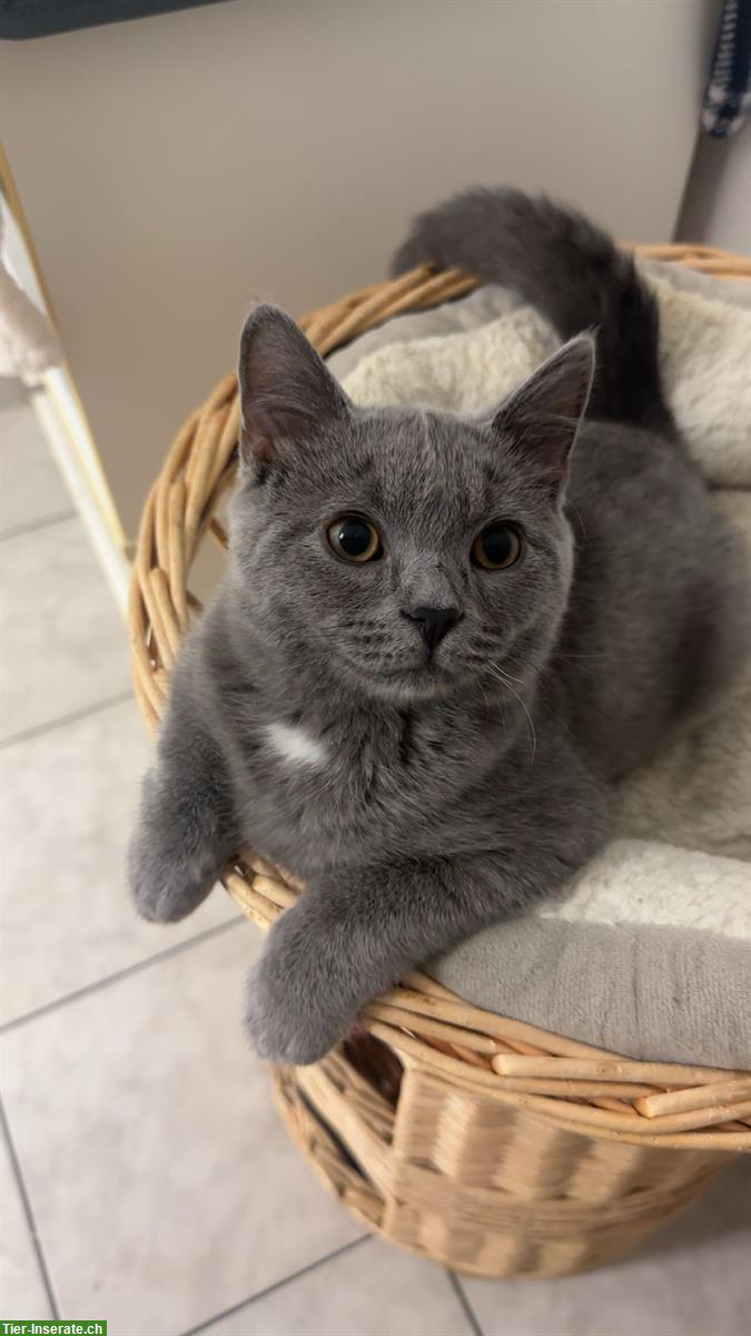 Britisch Kurzhaar x Siam Mix Kitten