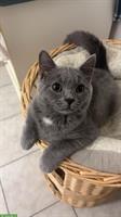 Britisch Kurzhaar x Siam Mix Kitten