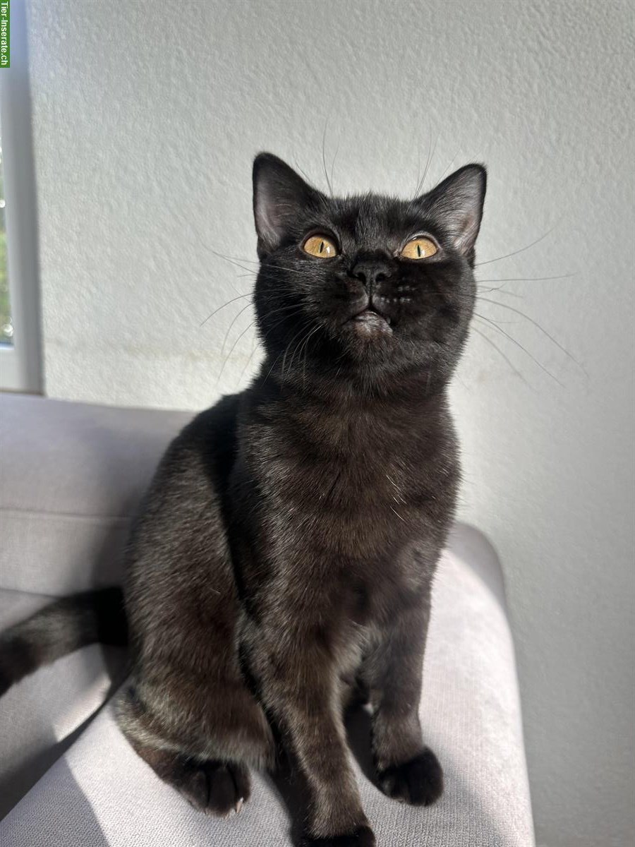 Bild 3: Britisch Kurzhaar x Siam Mix Kitten