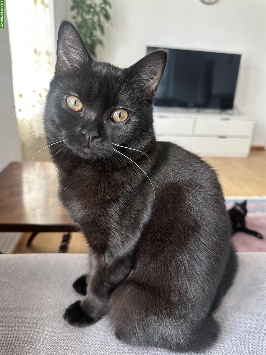 Bild 4: Britisch Kurzhaar x Siam Mix Kitten