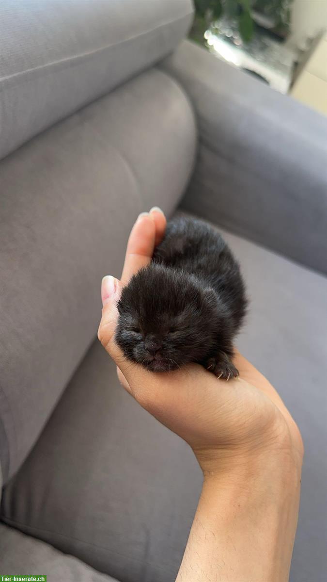 Bild 5: Britisch Kurzhaar x Siam Mix Kitten