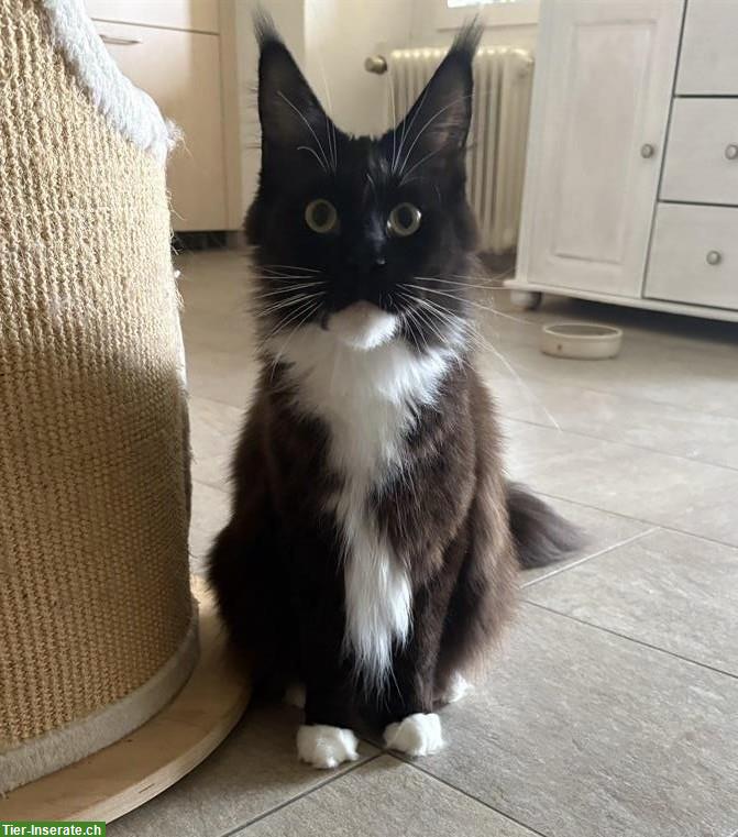 Maine Coon Kätzin, schwarz-weiss, reinrassig
