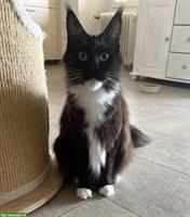 Maine Coon Kätzin, schwarz-weiss, reinrassig
