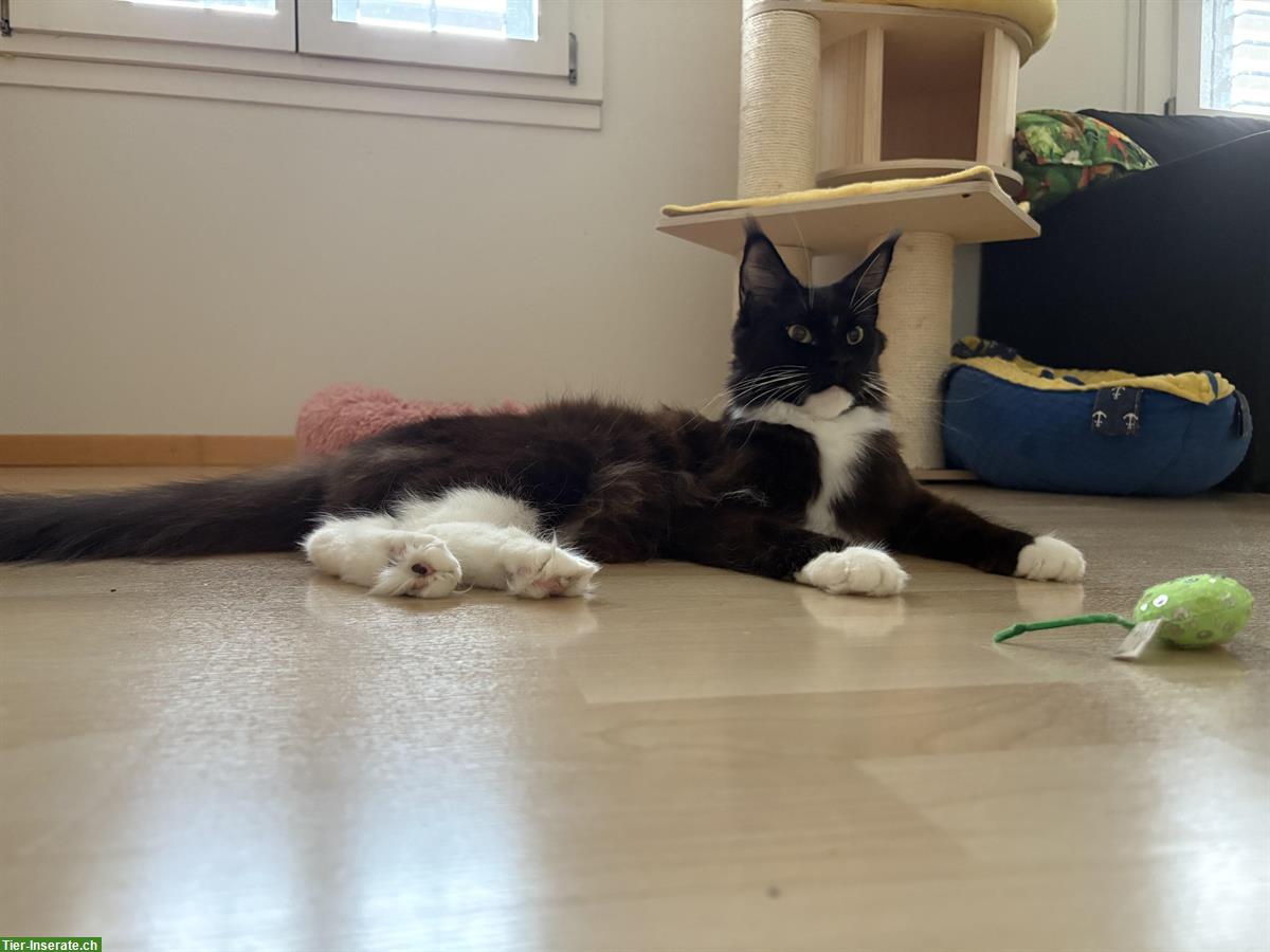 Bild 2: Maine Coon Kätzin, schwarz-weiss, reinrassig