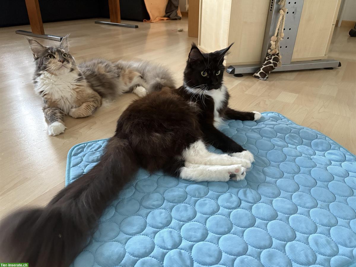 Bild 3: Maine Coon Kätzin, schwarz-weiss, reinrassig