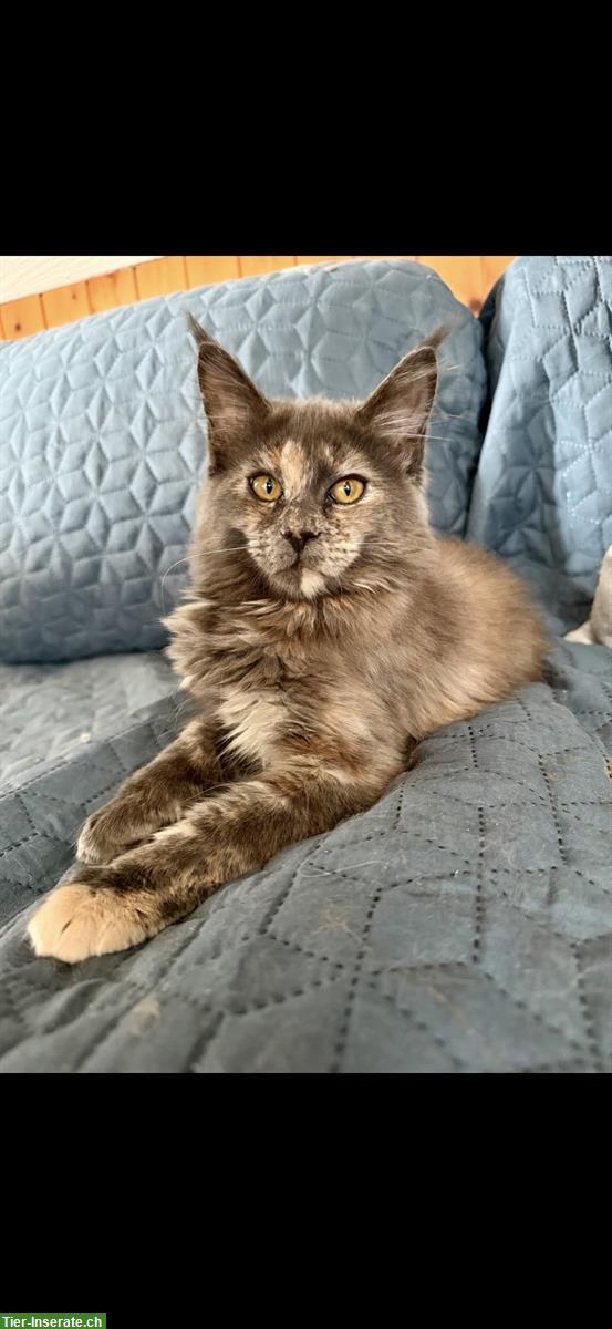 Maine Coon Kitten Blue Tortie White mit Stammbaum