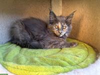 Maine Coon Kitten Blue Tortie White mit Stammbaum