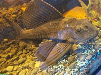 Wabenschilderwels, 25-30cm, relativ zahm, sucht grosses Aquarium