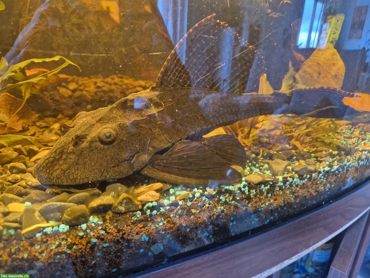 Bild 2: Wabenschilderwels, 25-30cm, relativ zahm, sucht grosses Aquarium