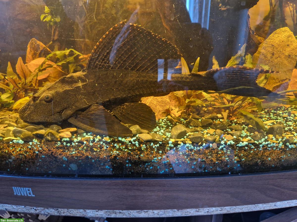 Bild 3: Wabenschilderwels, 25-30cm, relativ zahm, sucht grosses Aquarium