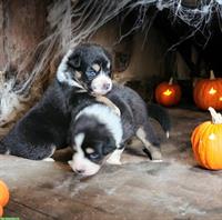 Australian Shepherd Welpen mit ASCA-Papieren aus Zucht