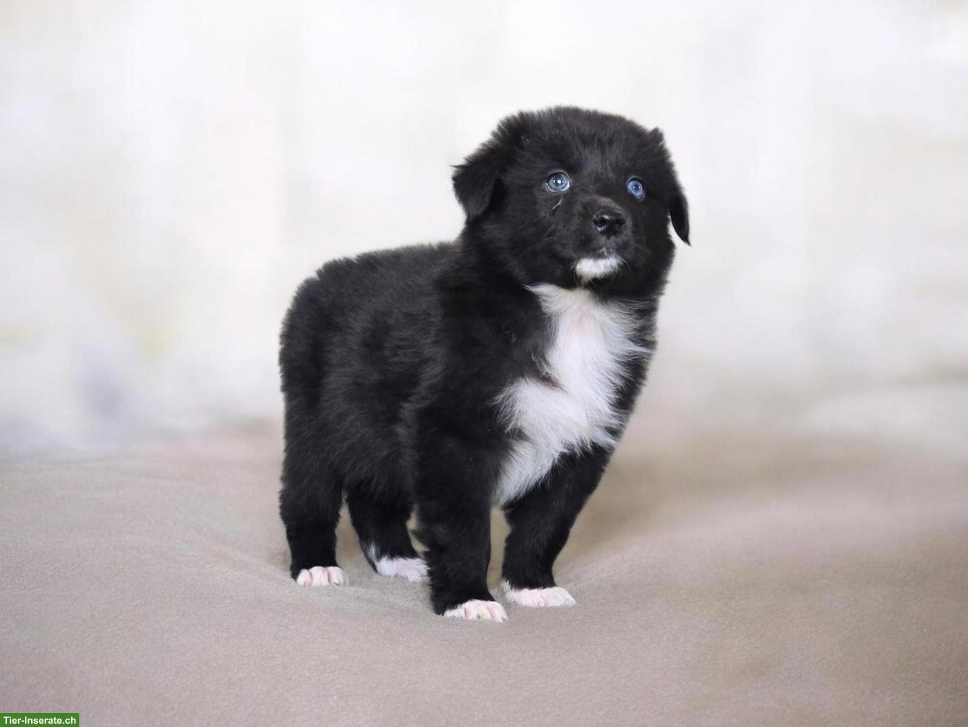 Bild 10: Australian Shepherd Welpen mit ASCA-Papieren aus Zucht