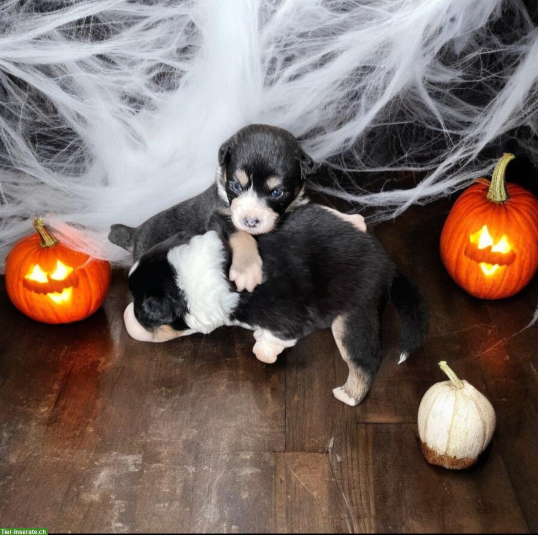 Bild 4: Australian Shepherd Welpen mit ASCA-Papieren aus Zucht