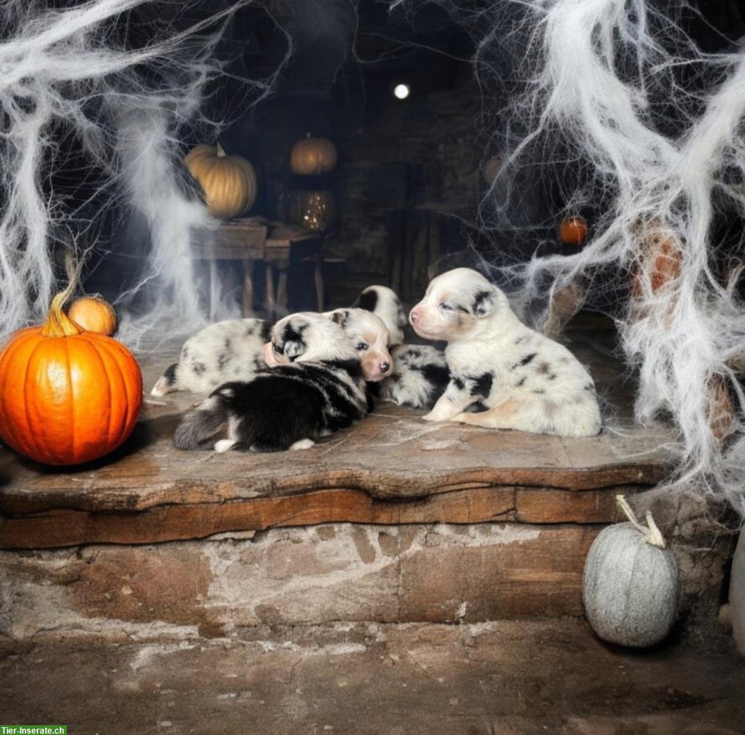 Bild 5: Australian Shepherd Welpen mit ASCA-Papieren aus Zucht