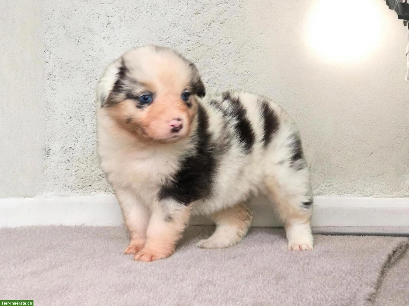 Bild 6: Australian Shepherd Welpen mit ASCA-Papieren aus Zucht
