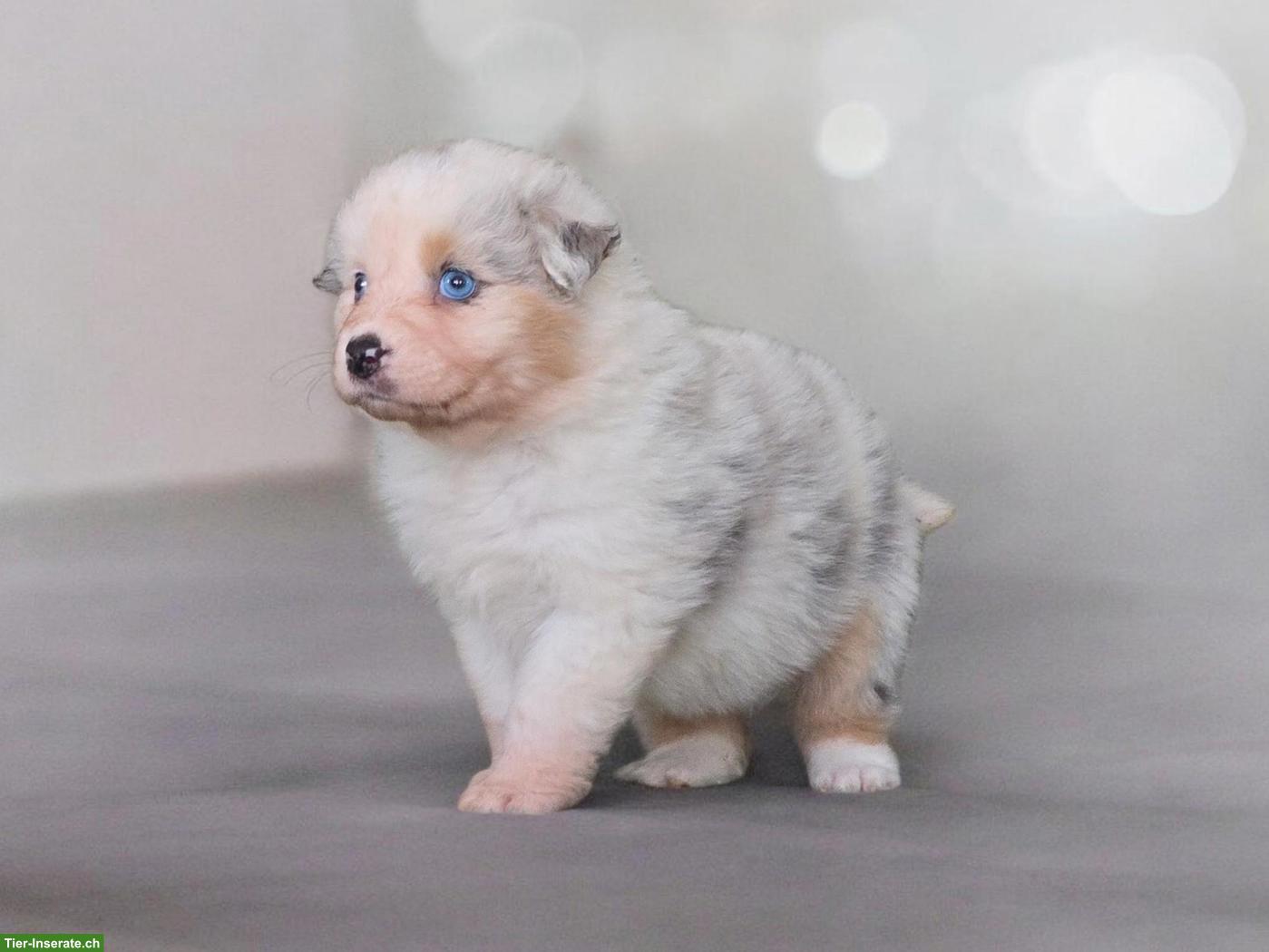 Bild 7: Australian Shepherd Welpen mit ASCA-Papieren aus Zucht