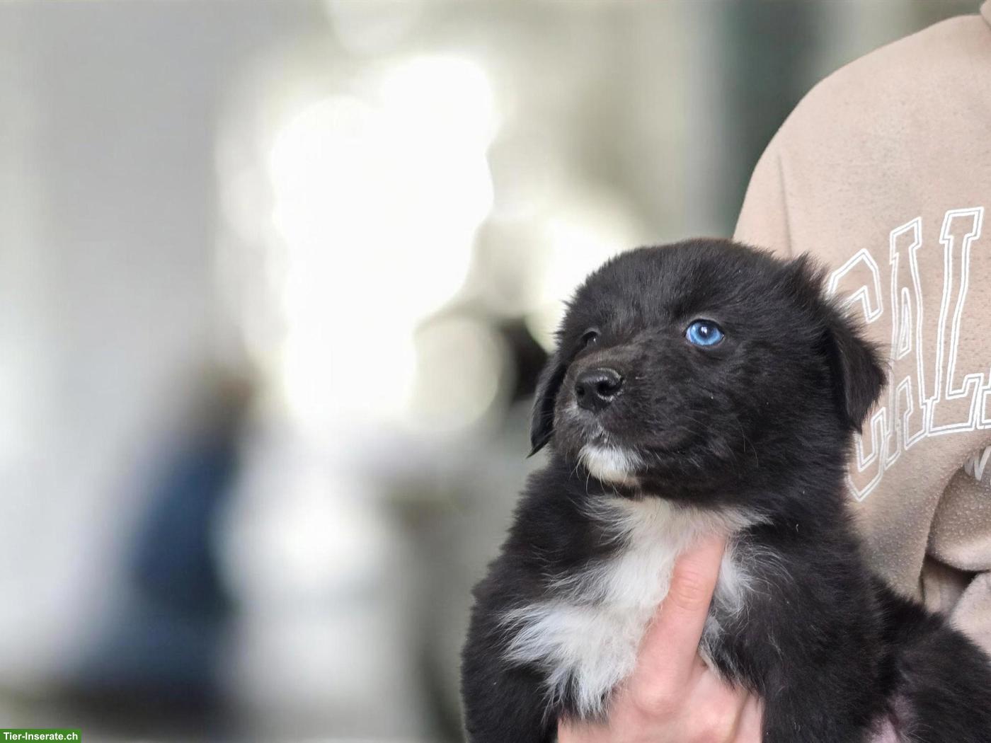 Bild 8: Australian Shepherd Welpen mit ASCA-Papieren aus Zucht