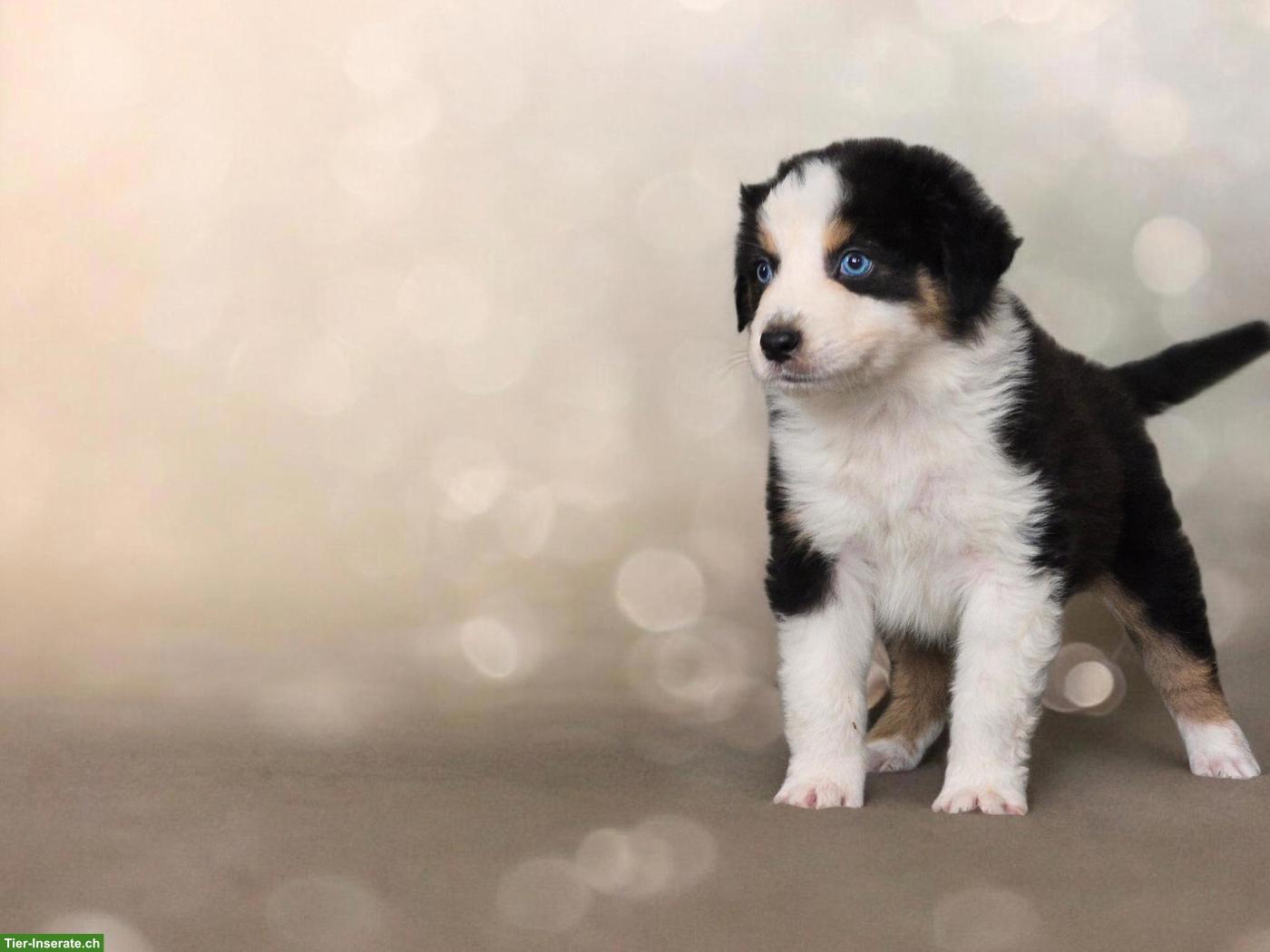 Bild 9: Australian Shepherd Welpen mit ASCA-Papieren aus Zucht