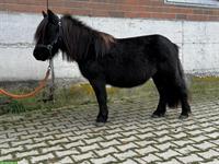 Shettys, Wallach und Stuten, tigerschecke & schwarze