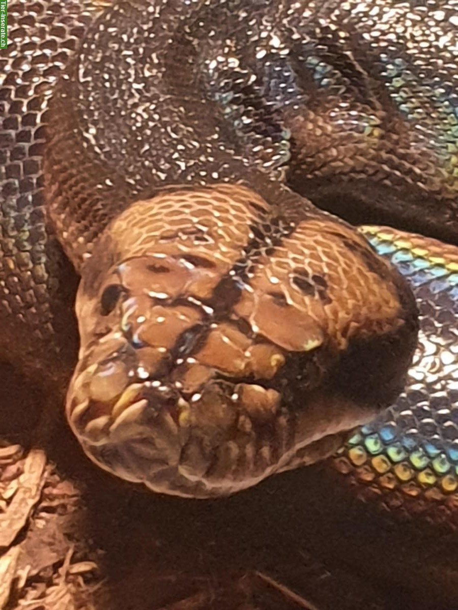 1.0 Netzpython Motley Golden Child