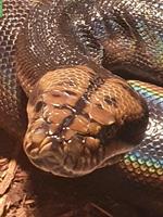1.0 Netzpython Motley Golden Child