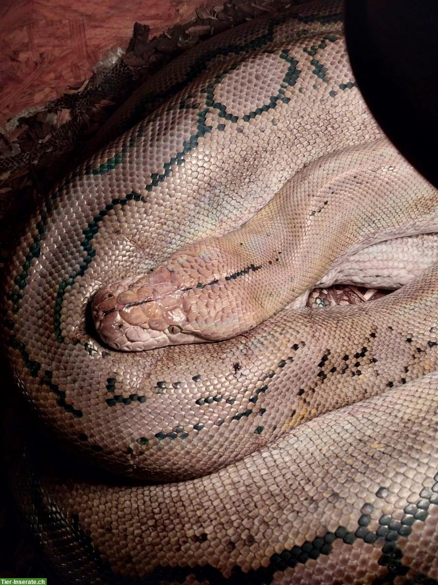 1.0 Netzpython Männchen, 4m abzugeben